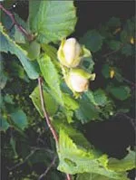900116120-MSA CORYLUS AVELLANA 50ML