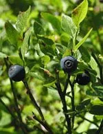 900115864-MSA VACCINIUM MYRTIL 50ML