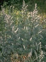 902541768-TSA ARTEMISIA VULGARIS 50ML